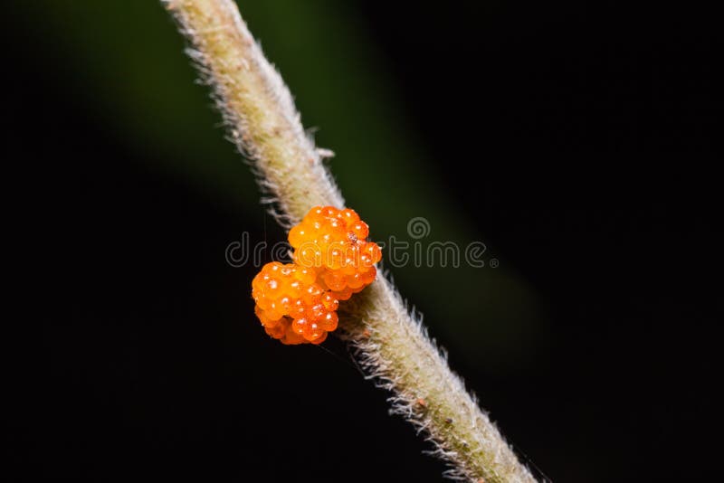 Close up of Orange Wild Rhea Debregeasia longifolia fruits. Close up of Orange Wild Rhea Debregeasia longifolia fruits