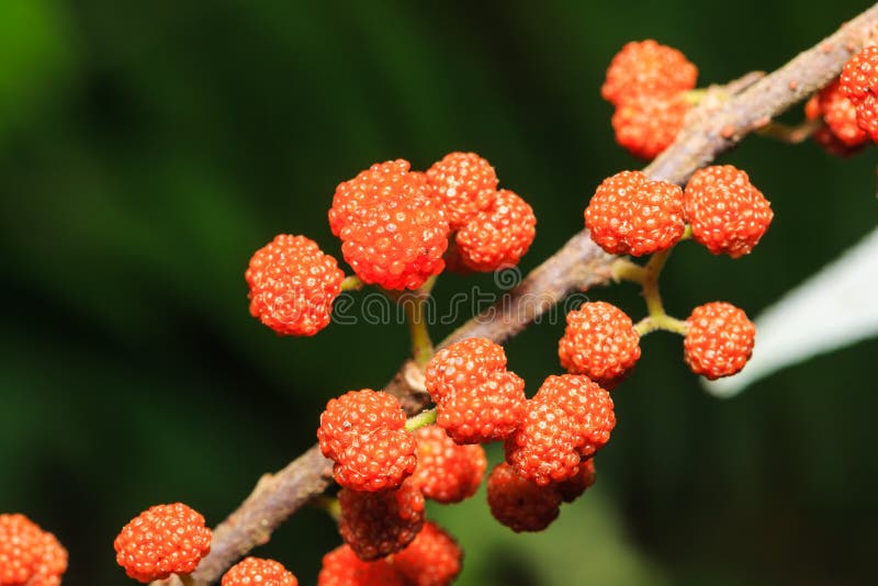 Close up of Orange Wild Rhea Debregeasia longifolia fruits. Close up of Orange Wild Rhea Debregeasia longifolia fruits