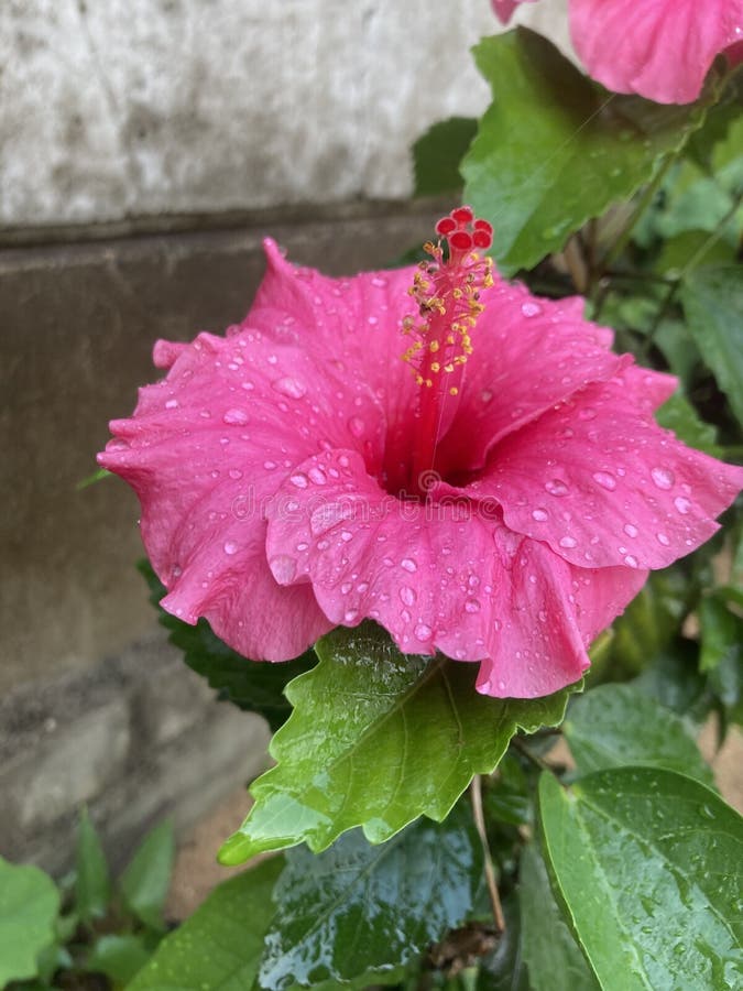 Mandar Flower Stock Photos Free & RoyaltyFree Stock Photos from