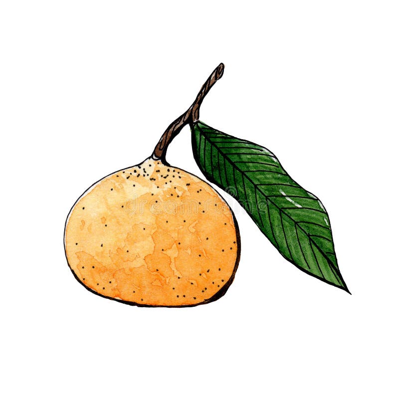 Orange Mandarine mit grünem Blattskizzenaquarell Weicher Fokus lizenzfreie abbildung Orange Mandarine mit grünem Blattskizzenaquarell Weicher Fokus lizenzfreie abbildung