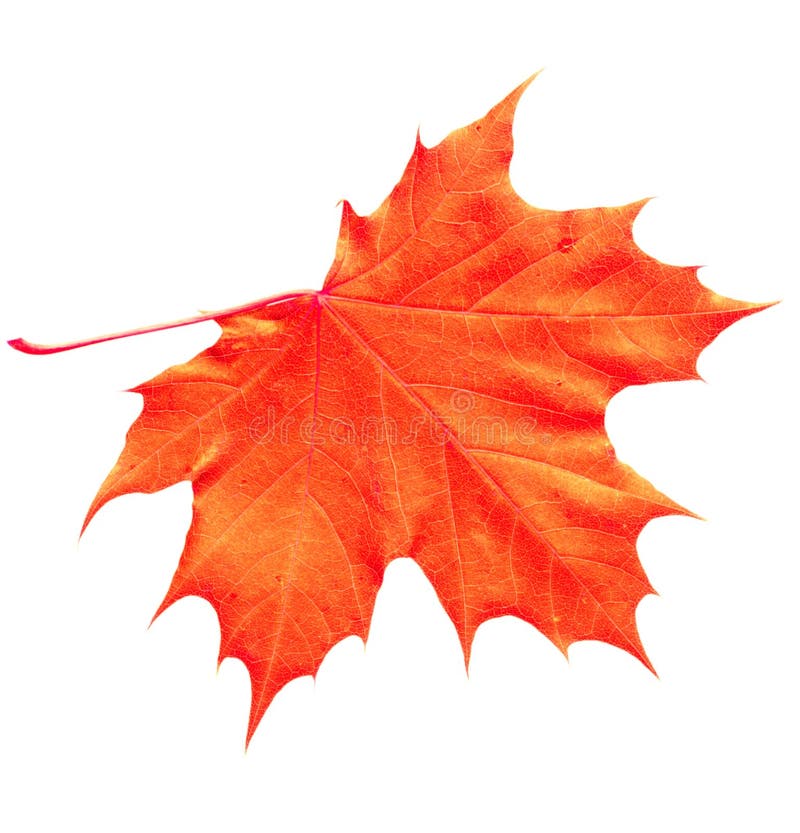 Orange Maple Leaf stock photo. Image of white, autumn 6148970