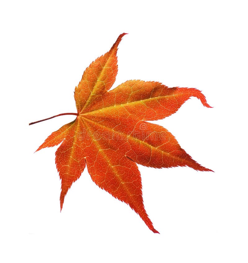 Orange maple leaf stock image. Image of vein, nature, orange 9702989