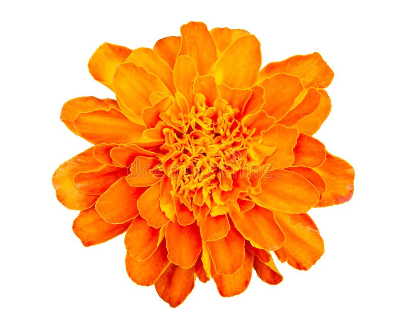 Orange Marigold flower Tagetes erecta isolated on white background