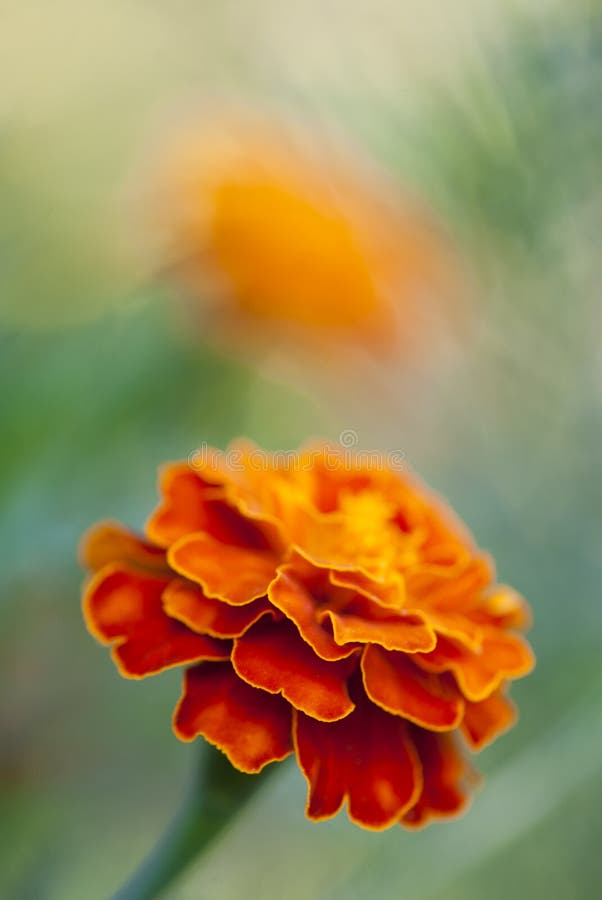 Orange marigold in the garden.