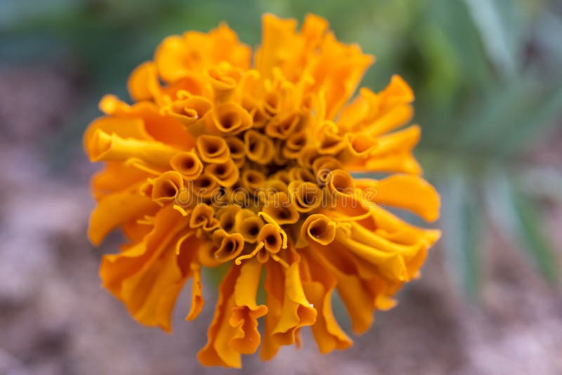 Orange Mexican Marigold flower (Tagetes) in the sunflower family (Asteraceae). Macro close up top detailed view with blurred defocused background
