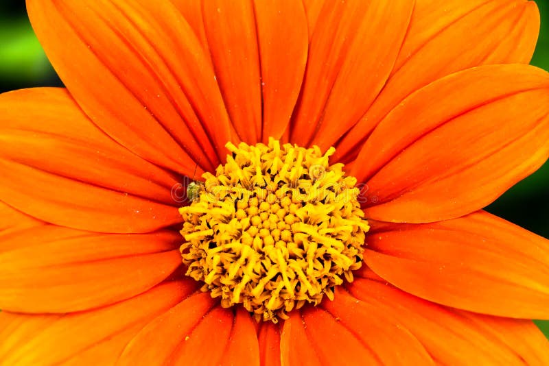 Orange Mexican sunflower Tithonia rotundifolia or `Fiesta Del Sol` flower macro photo with stunning intense orange colors