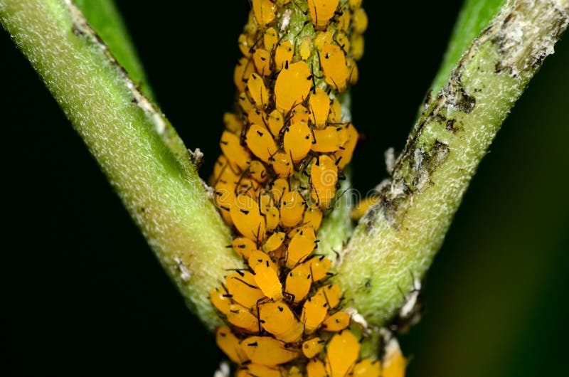 Orange Milkweed Aphids stock photo. Image of aphis, oleander 32973040