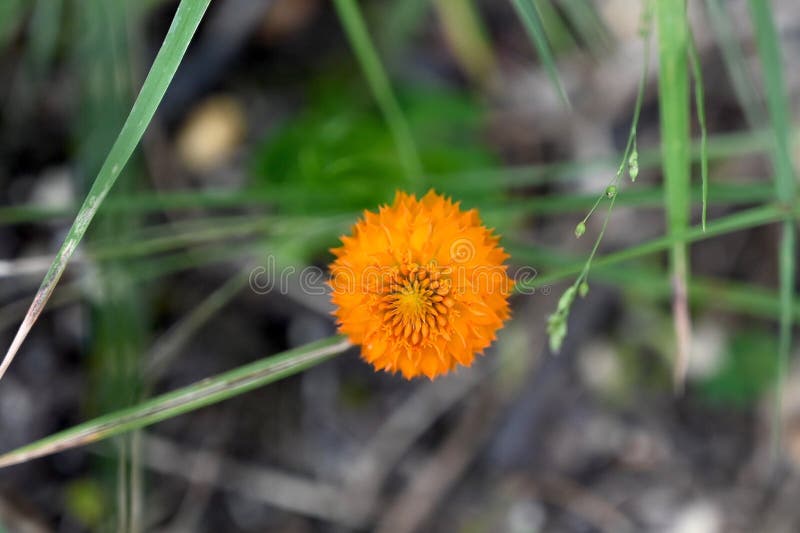 Orange Milkwort Flower. A showy round blossom of orange milkwort, Polygala lutea, also called bog cheetos, candyweed, and red hot poker. The flower is native to stock photos Orange Milkwort Flower. A showy round blossom of orange milkwort, Polygala lutea, also called bog cheetos, candyweed, and red hot poker. The flower is native to stock photos
