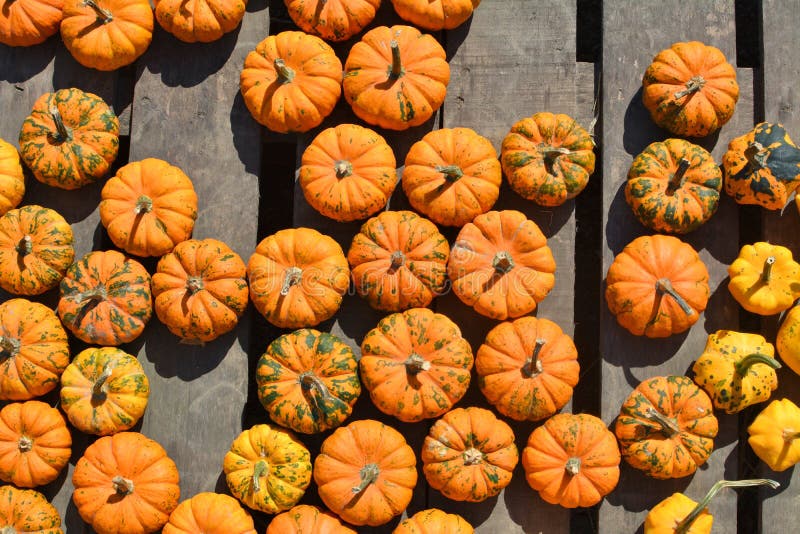 361 Mini Jack Pumpkins Stock Photos Free & RoyaltyFree Stock Photos