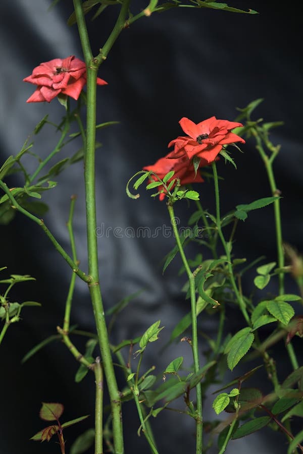 Orange miniature roses in bloom stock image