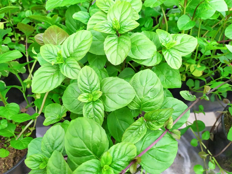 Orange Mint Plant with a Pleasant Orange Aroma. a Kind of Peppermint