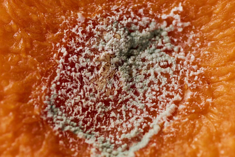 Orange with mold stock image. Image of dirty, decay 114614151