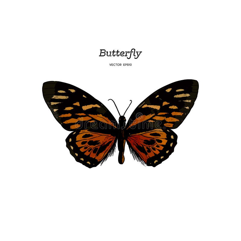 Orange Monarch Butterfly , Hand draw vector vector illustration Orange Monarch Butterfly , Hand draw vector vector illustration
