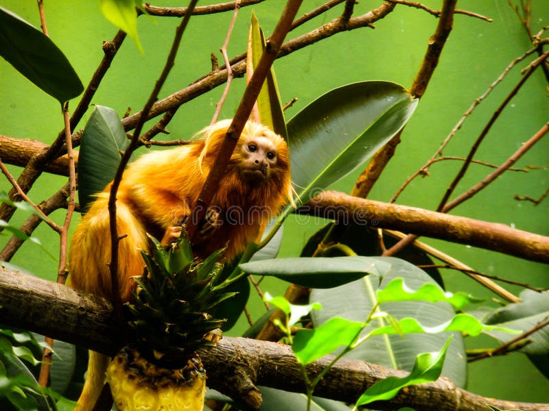Orange Monkey in Captivity stock photo. Image of captivity 6975788