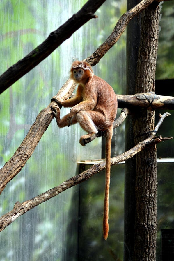 Orange Monkey in Captivity stock photo. Image of captivity 6975788