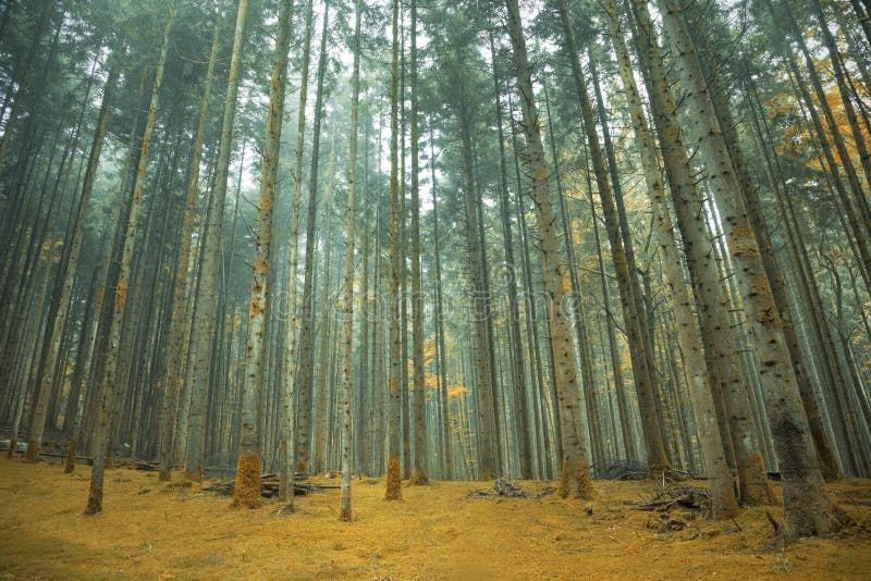Orange moss floor in the coniferous forest stock images