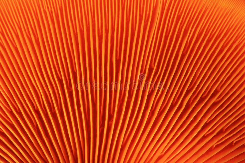 Orange mushroom gills