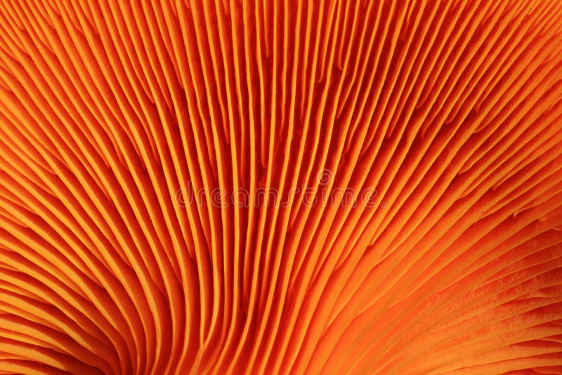 Orange mushroom gills