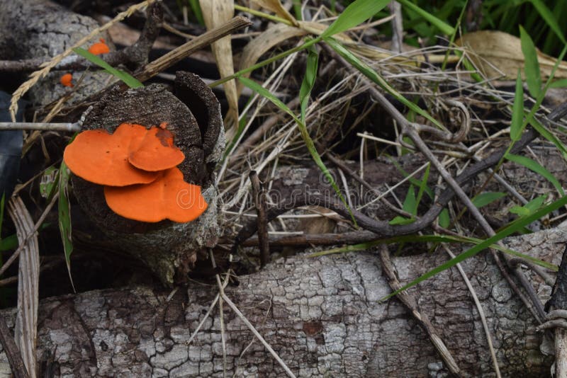 An Orange Mushroom Growing on a Fallen Log Stock Photo Image of freshly, leaf 265252240