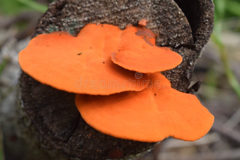 An Orange Mushroom Growing on a Fallen Log Stock Photo Image of flower, garden 265252338