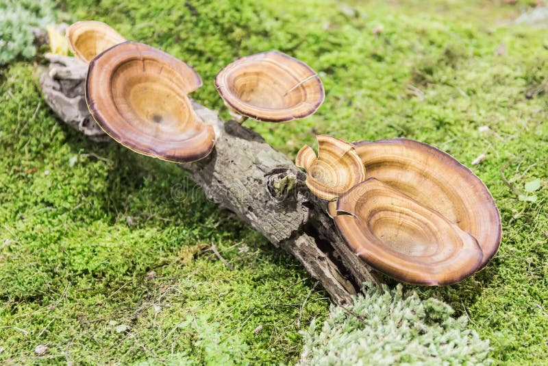 Pycnoporus Cinnabarius Mushroom Stock Photos Free & RoyaltyFree Stock Photos from Dreamstime