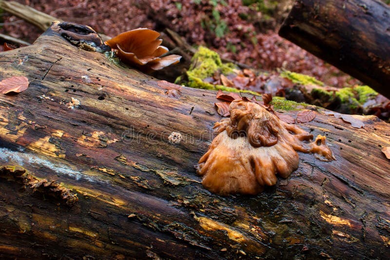 Orange Mushrooms on a Log in the Forest Stock Photo Image of flower, orange 260831784