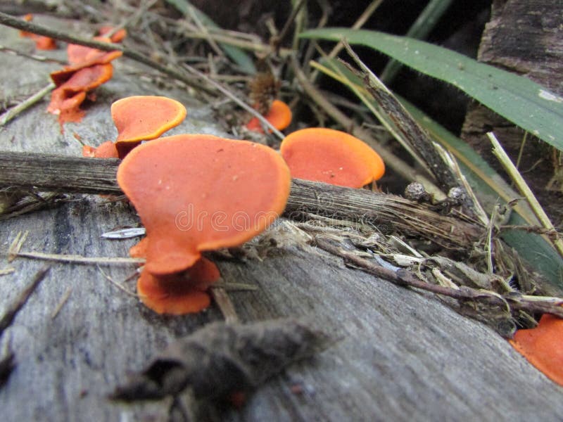 Orange mushrooms Pycnoporus sanguineus