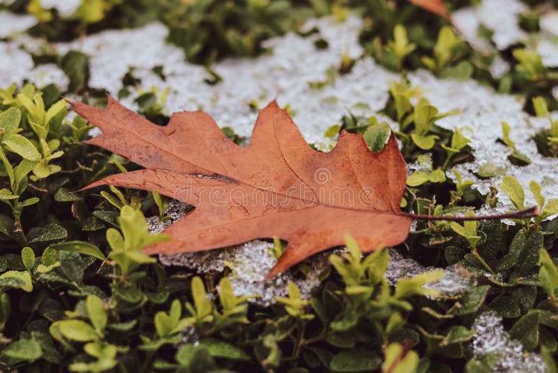 An orange oak leaf on a boxwood bush covered with the first snow stock images