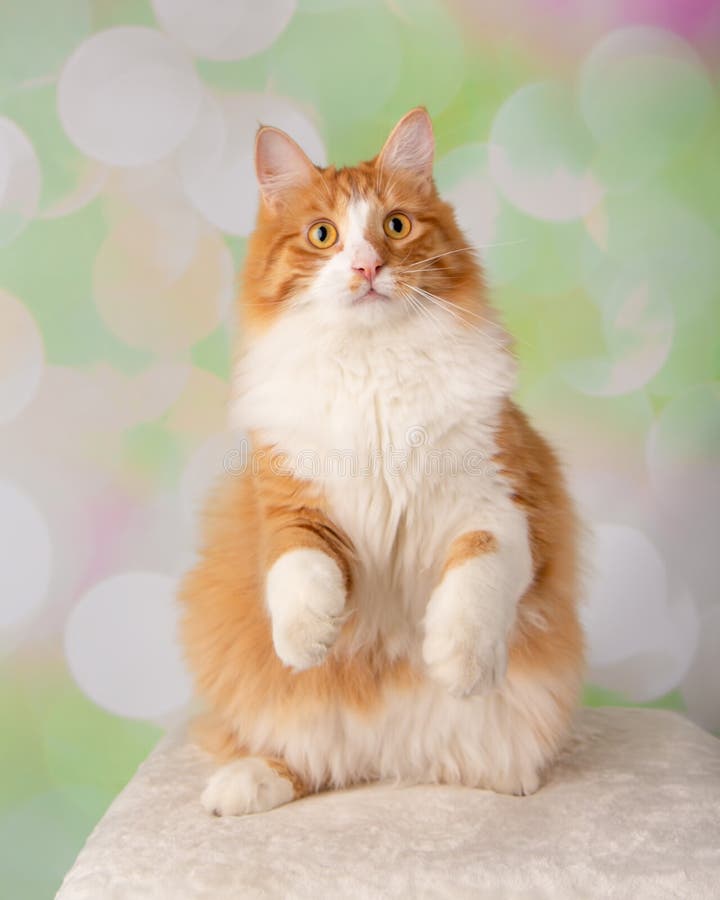 Orange och vita Cat Standing på Hind Legs royaltyfria bilder Orange och vita Cat Standing på Hind Legs royaltyfria bilder