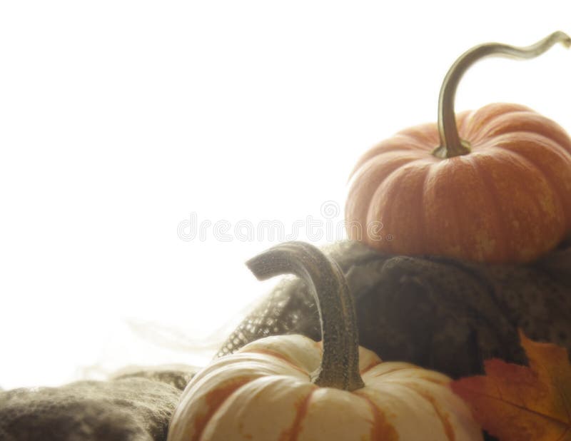 Orange och vita pumpa och sidor royaltyfri fotografi Orange och vita pumpa och sidor royaltyfri fotografi