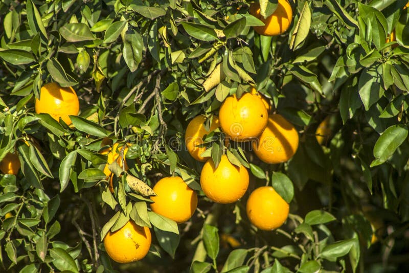 Orange orchard stock photo. Image of agribusiness, backyard 104635146