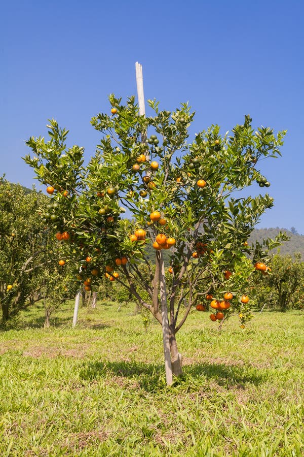 Orange Orchard in Northern Thailand Stock Photo Image of growing