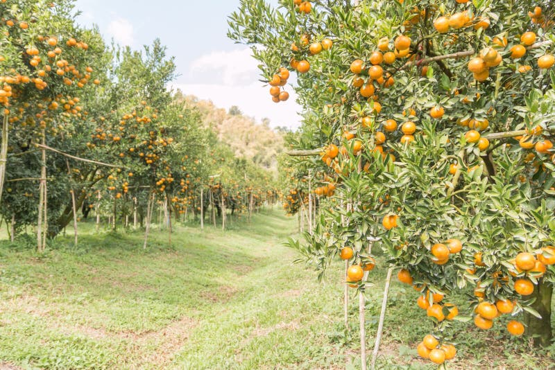 Orange orchard stock photo. Image of orchard, orange, cultivated 8176108