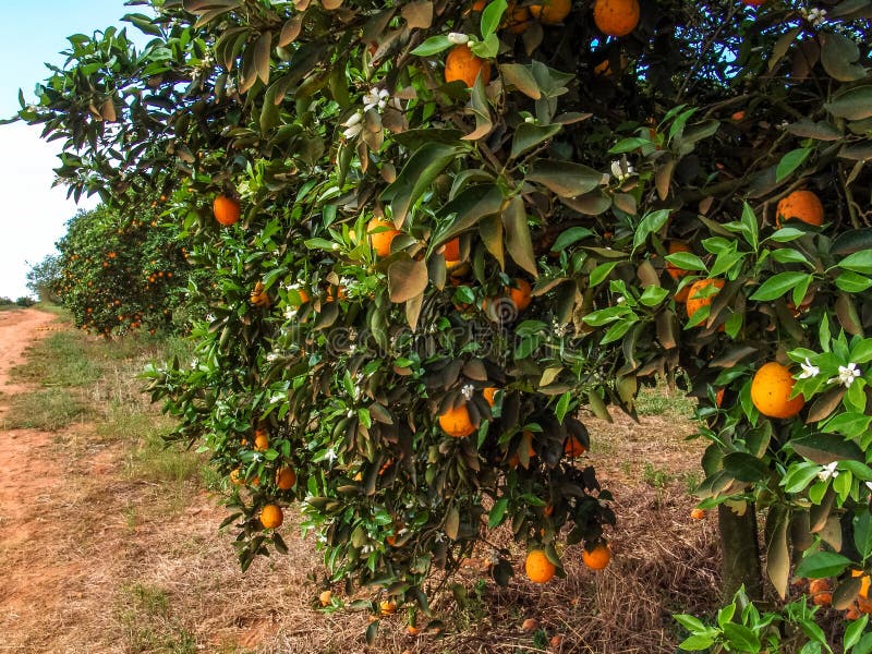 Orange orchard stock photo. Image of orchard, orange, cultivated 8176108