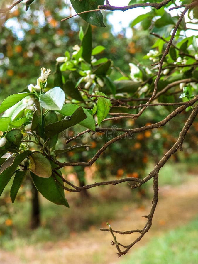 Orange orchard stock image. Image of farm, hanging, grow 105497413