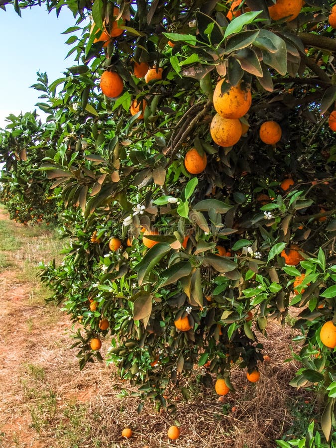 Orange orchard stock image. Image of harvest, citrus 104635473