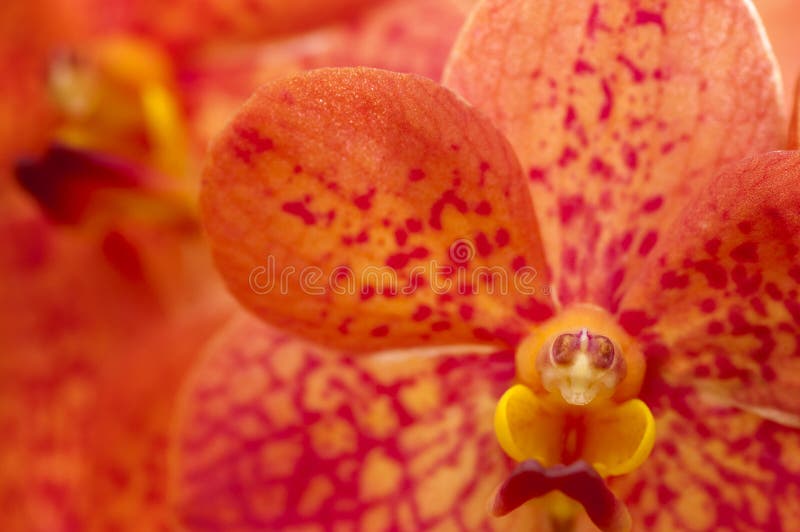 Orange Orchid