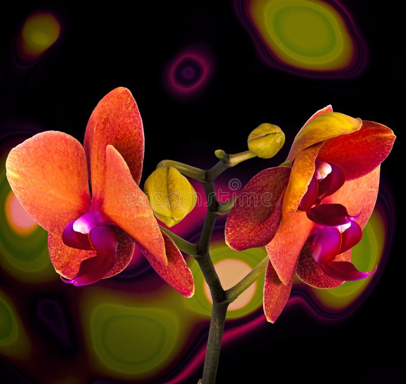 Orange orchid