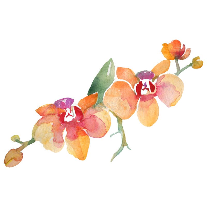 Orange orchid branch floral botanical flower. Watercolor background set. Isolated orchid illustration element.