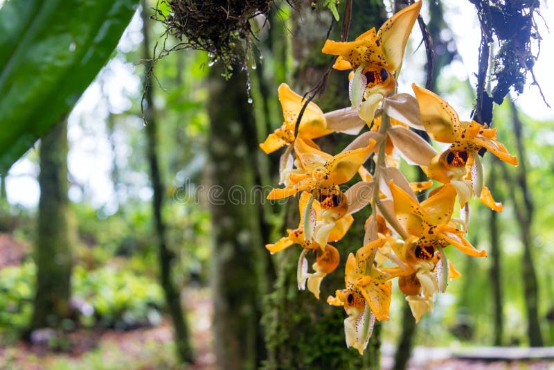 Orange Orchid in Colombia