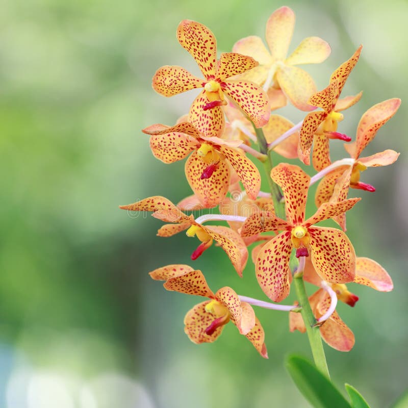 Orange Orchid Flower