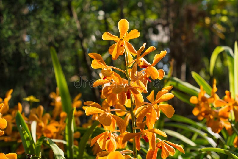 Orange orchid flower stock photo. Image of elegance, color 84686930