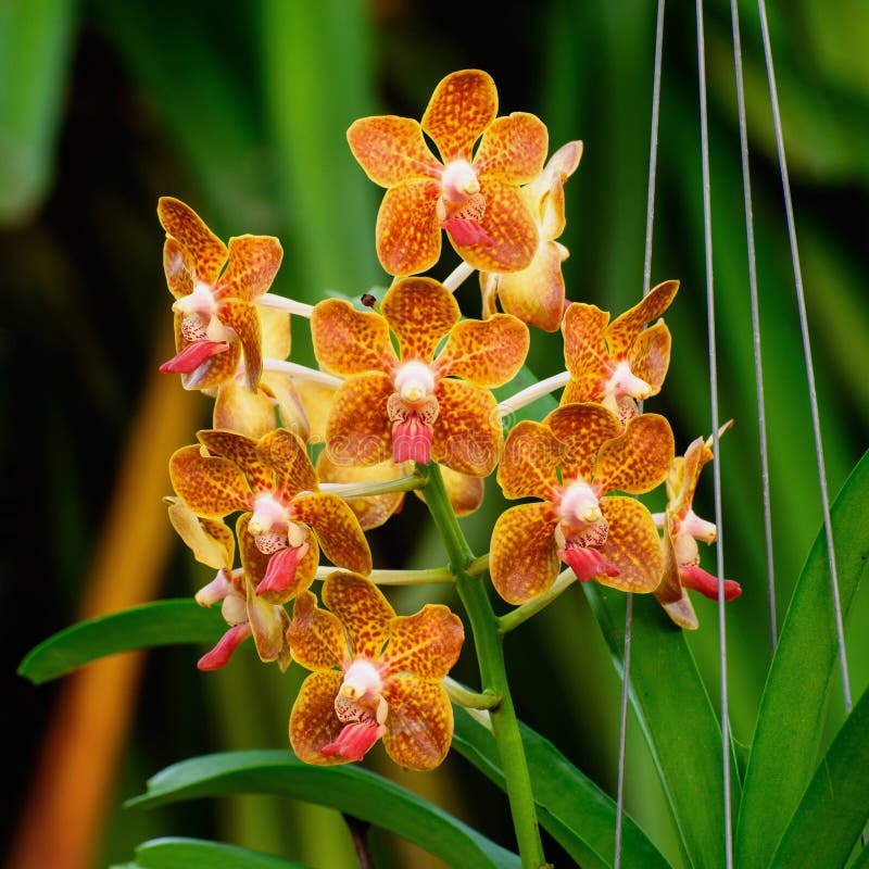 Orange Orchid Flower Vanda Stock Image Image of orchid, brown 36428881