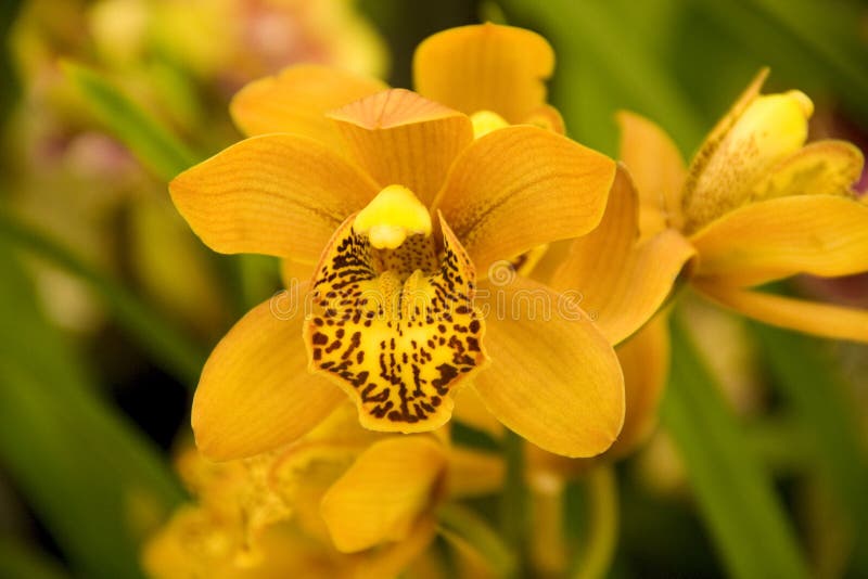 Orange Orchid stock photo. Image of closeup, botanic, flower 5221602