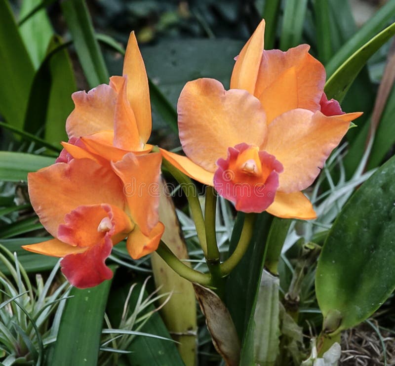 An Orange Orchid Flower Blooming Stock Image Image of detail