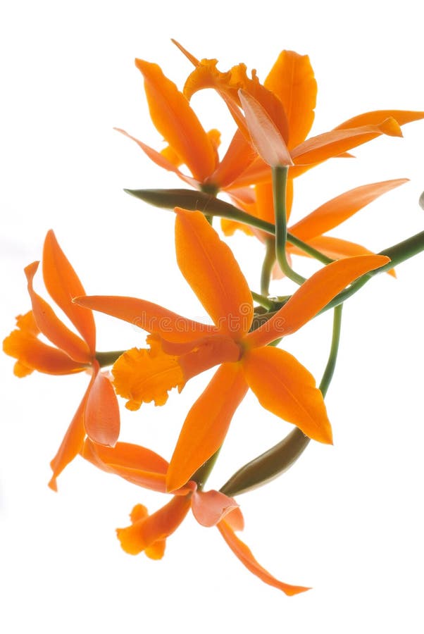 Orange orchid (lelia) isolated