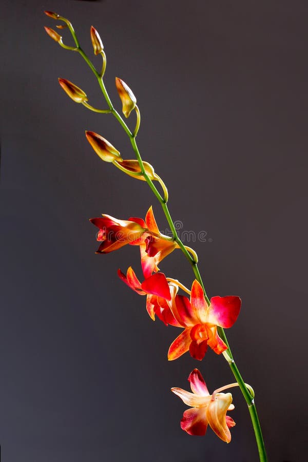 Orange Orchid stock image. Image of shot, orange, white 51396089