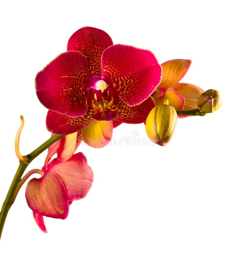 Orange orchid Phalaenopsis