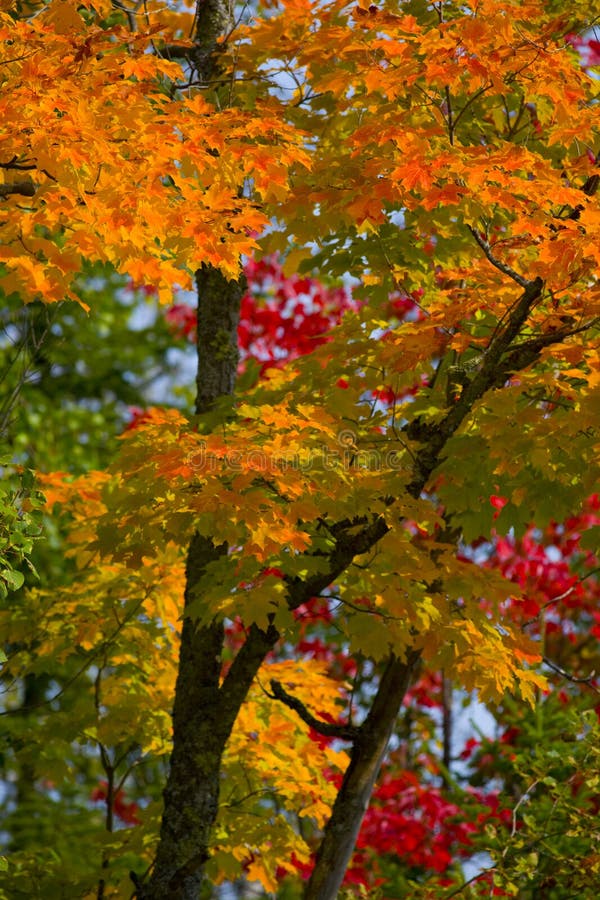 Orange Over Red and Green