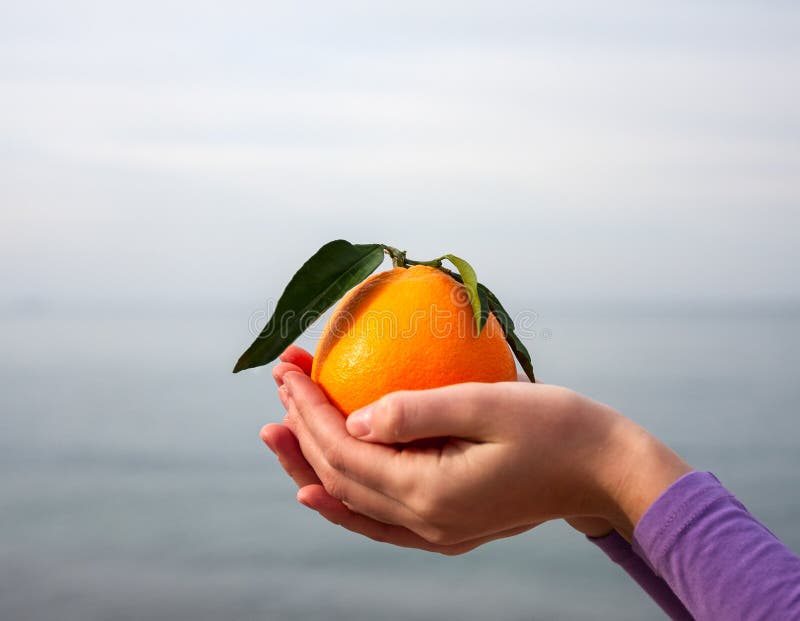 Orange in palm of hand stock image. Image of root, care 28698275
